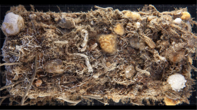 Exempel på settlings-panel med ett rutnät pålagt för att räkna täckningsgrad av olika organismer. Här kan man se flera kolonier av dödmanshand, påfågelrörmask, mossdjur, olika kalkrörsmaskar etc. Panelen är 5x10 cm.